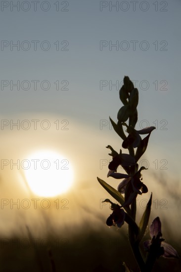 Bee orchid (Ophrys apifera) wildflower flower spike silhouette at sunset, RSPB Minsmere nature reseve, Suffolk, England, United KIngdom
