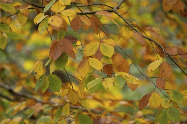 European beech tree (Fagus sylvatica) autumn colour leaves on branches in a woodland, Suffolk, England, United Kingdom