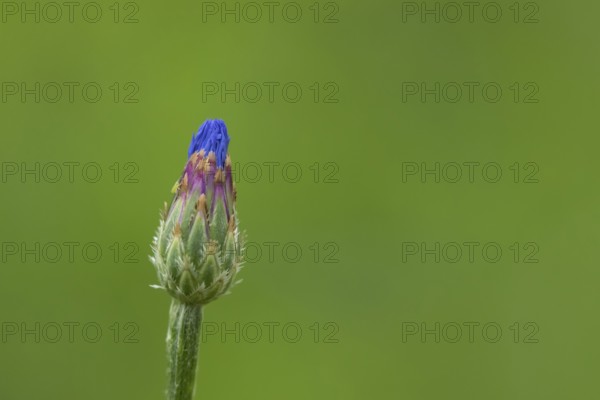 Common cornflower (Centaurea cyanus) single blue wildflower flower in summer, Suffolk, England, United Kingdom
