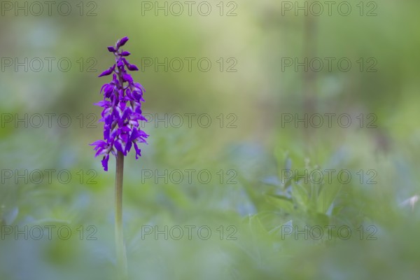 Early purple orchid (Orchis mascula) wildflower flower spike in a spring woodland, Suffolk, England, United Kingdom
