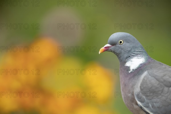 Wood pigeon (Columba palumbus) adult bird head portrait, Suffolk, England, United Kingdom