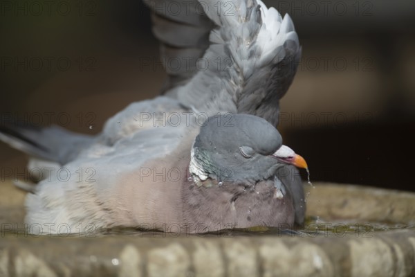 Wood pigeon (Columba palumbus) adult bird bathing in a garden bird bath in summer, Suffolk, England, United Kingdom