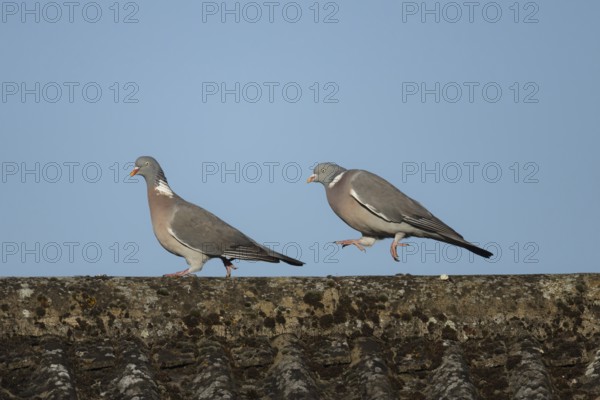 Wood pigeon (Columba palumbus) two adult birds on a rooftop with the male chasing the female during their courtship display, Suffolk, England, United Kingdom