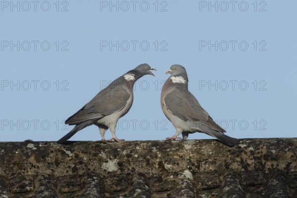 Wood pigeon (Columba palumbus) one adult bird seemingly shouting at another bird on an urban house roof, Suffolk, England, United KIngdom