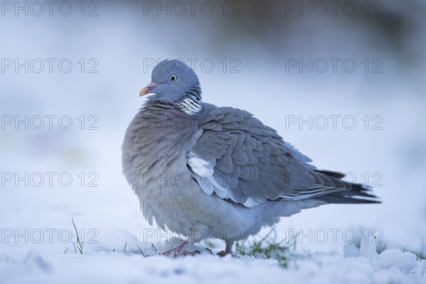 Wood pigeon (Columba palumbus) adult bird on a snow covered garden lawn in winter, Suffolk, England, United Kingdom