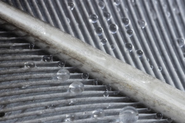 Wood pigeon (Columba palumbus) bird close up of dew drops on a wing feather, Suffolk, England, United Kingdom