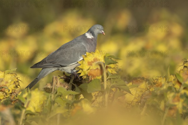 Wood pigeon (Columba palumbus) adult bird on a sunflower seedhead in a wildflower strip, England, United Kingdom