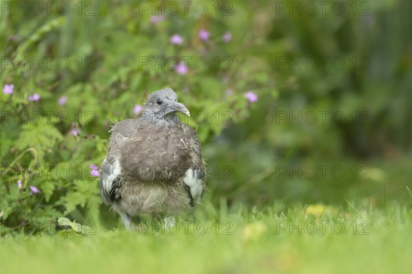 Wood pigeon (Columba palumbus) juvenile squab baby bird on a garden grass lawn in summer, Suffolk, England, United Kingdom