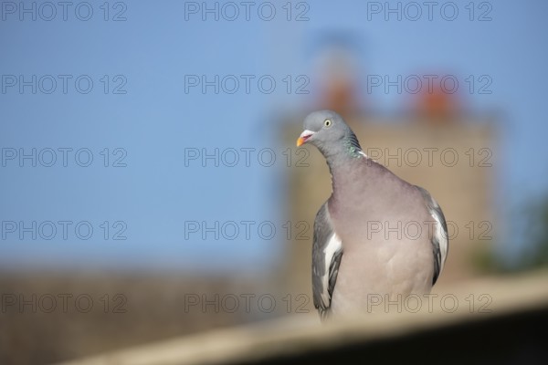 Wood pigeon (Columba palumbus) adult bird on an urban roof, Suffolk, England, United Kingdom
