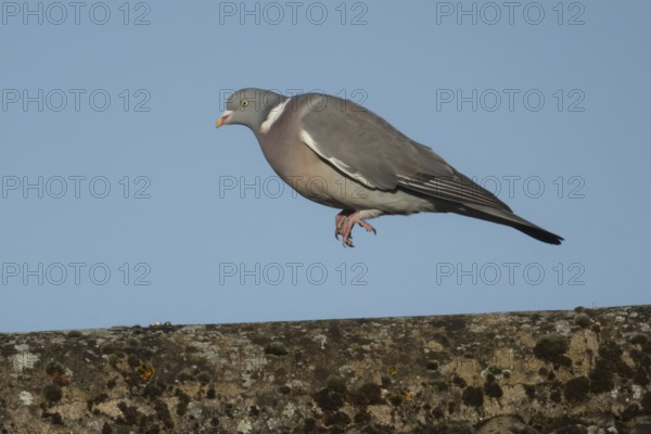 Wood pigeon (Columba palumbus) adult bird jumping along on an urban house roof, Suffolk, England, United Kingdom