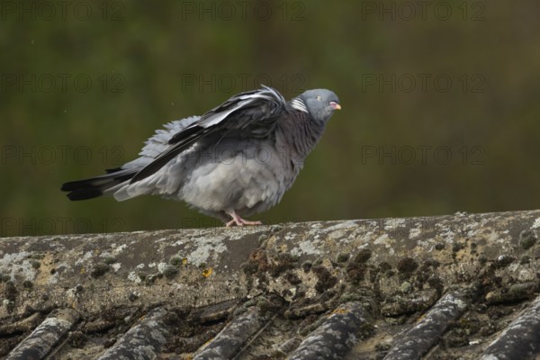 Wood pigeon (Columba palumbus) adult bird shaking itself on an urban house roof, Suffolk, England, United Kingdom