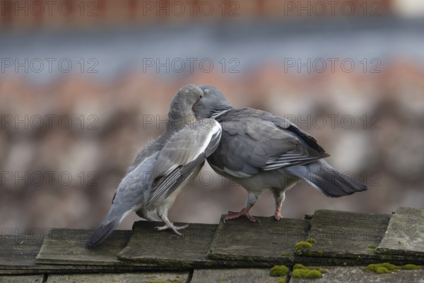 Wood pigeon (Columba palumbus) juvenile squab baby bird being fed by an adult parent bird on a garden shed roof, Suffolk, England, United Kingdom