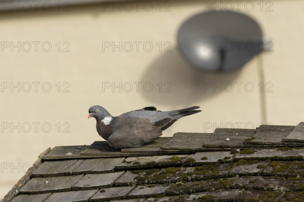 Wood pigeon (Columba palumbus) adult bird sitting on a garden shed roof, Suffolk, England, United Kingdom