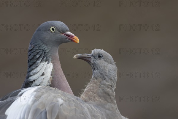 Wood pigeon (Columba palumbus) juvenile squab baby bird begging for food from an adult parent bird on a garden shed roof, Suffolk, England, United Kingdom