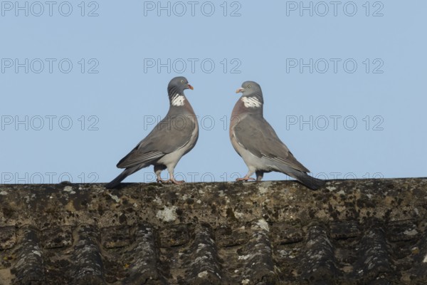 Wood pigeon (Columba palumbus) two adult birds on a rooftop performing their courtship display, Suffolk, England, United Kingdom