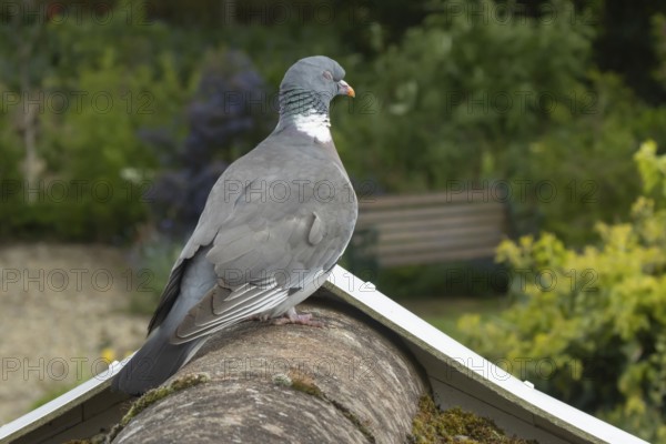 Wood pigeon (Columba palumbus) adult bird sleeping on an urban house roof over looking a garden, Suffolk, England, United Kingdom