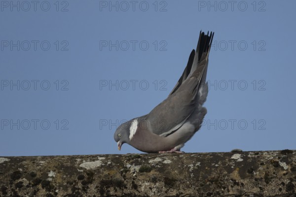 Wood pigeon (Columba palumbus) adult bird displaying its courtship display on a roof top, Suffolk, England, United Kingdom