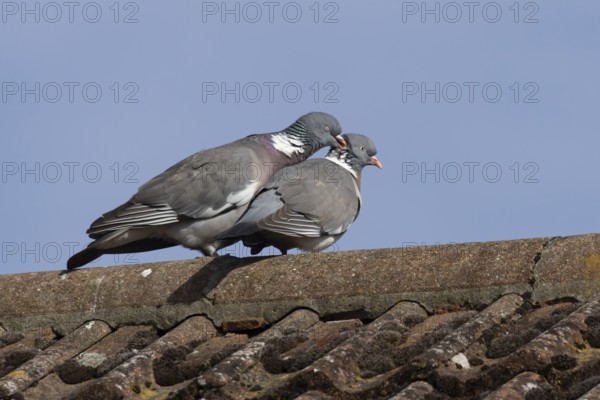 Wood pigeon (Columba palumbus) two adult birds on a rooftop performing their love courtship display, Suffolk, England, United Kingdom