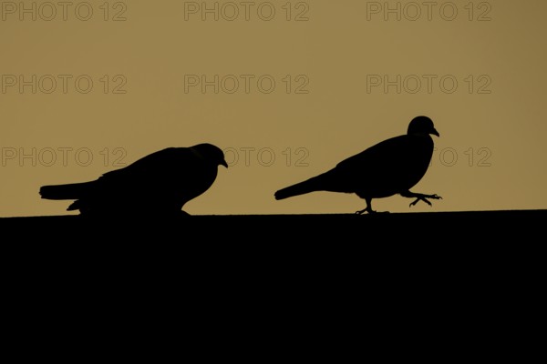 Wood pigeon (Columba palumbus) two adult birds on a rooftop with the male chasing the female during their love courtship display silhouette at sunset, Suffolk, England, United Kingdom
