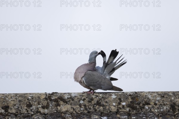 Wood pigeon (Columba palumbus) adult bird preening on an urban roof, Suffolk, England, United Kingdom