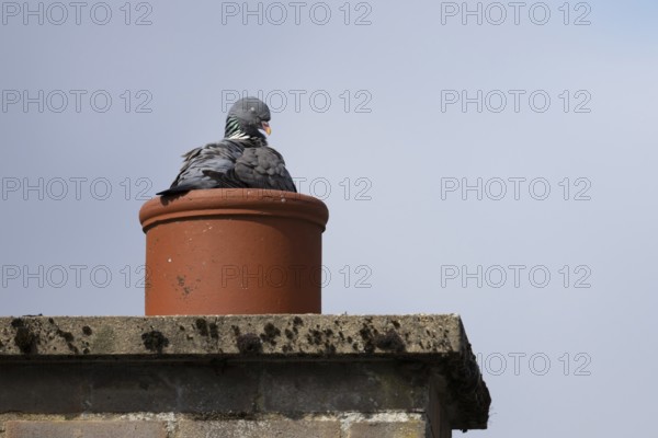 Wood pigeon (Columba palumbus) adult bird sleeping on a chimney pot on an urban roof, Suffolk, England, United Kingdom