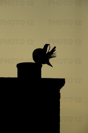 Wood pigeon (Columba palumbus) adult bird preening its tail feathers on a chimney pot on an urban roof silhouette at sunset, Suffolk, England, United Kingdom