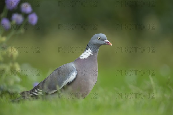 Wood pigeon (Columba palumbus) adult bird on a garden grass lawn in spring, Suffolk, England, United Kingdom