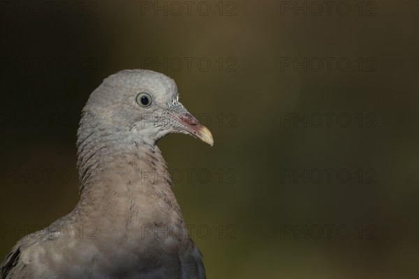 Wood pigeon (Columba palumbus) juvenile squab bird head portrait, Suffolk, England, United Kingdom