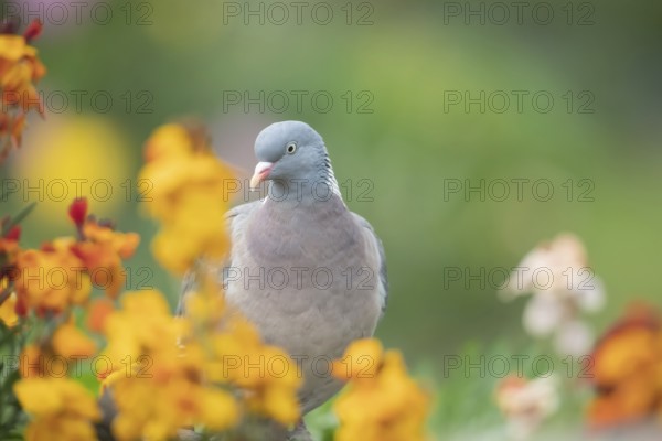 Wood pigeon (Columba palumbus) adult bird amongst garden Wall flowers in spring, Suffolk, England, United Kingdom