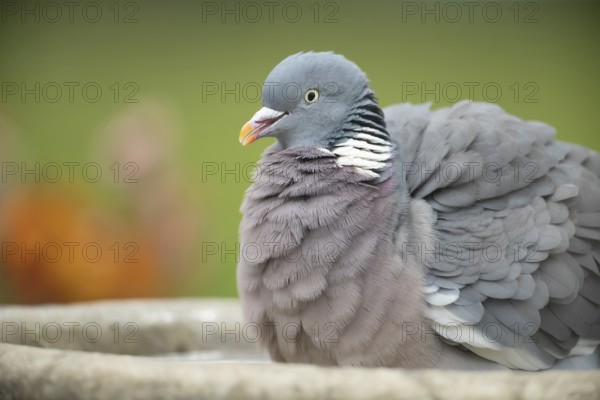 Wood pigeon (Columba palumbus) adult bird bathing in a garden bird bath in spring, Suffolk, England, United Kingdom