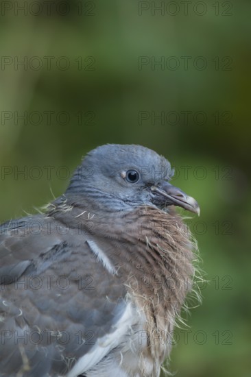 Wood pigeon (Columba palumbus) juvenile squab bird head portrait, Suffolk, England, United Kingdom