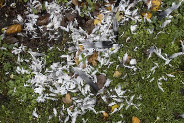 Wood pigeon (Columba palumbus) feather remains of a dead bird on a garden lawn eaten by a Sparrowhawk, Suffolk, England, United Kingdom