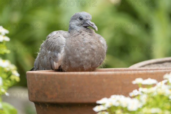 Wood pigeon (Columba palumbus) juvenile squab baby bird on a garden plant pot in summer, Suffolk, England, United Kingdom