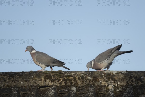 Wood pigeon (Columba palumbus) two adult birds on a rooftop with the male displaying to the female during their courtship display, Suffolk, England, United Kingdom