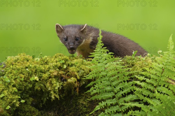 European pine marten (Martes martes) adult mustelid animal on a moss covered wall, Scotland, United Kingdom