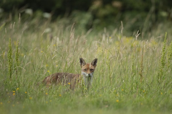 Red fox (Vulpes vulpes) adult animal in grassland in the summer, England, United Kingdom