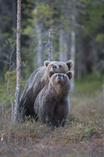European brown bear (Ursus arctos) adult male and female two animals having sex mating in a boreal forest in summer, Finland