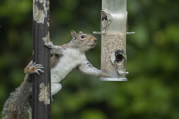 Grey squirrel (Sciurus carolinensis) adult animal on a garden bird feeder, Suffolk, England, United Kingdom
