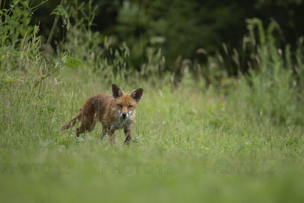 Red fox (Vulpes vulpes) adult animal walking in a countryside meadow in summer, England, United Kingdom