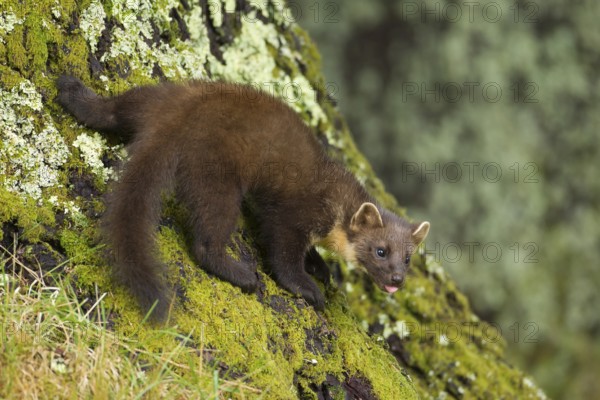 European pine marten (Martes martes) adult mustelid animal on the base of a pine tree, Scotland, United Kingdom