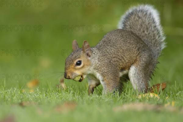Grey squirrel (Sciurus carolinensis) adult animal about to bury a hazelnut in a garden lawn in summer, Suffolk, England, United Kingdom