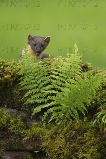 European pine marten (Martes martes) adult mustelid animal on a moss covered wall, Scotland, United Kingdom