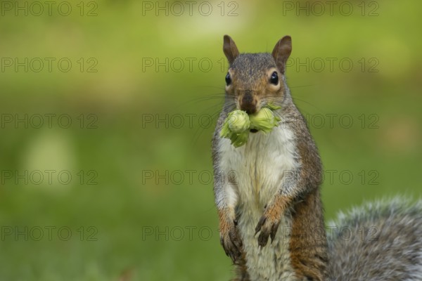 Grey squirrel (Sciurus carolinensis) adult animal with two hazelnut nuts in its mouth on a garden lawn in summer, Suffolk, England, United Kingdom