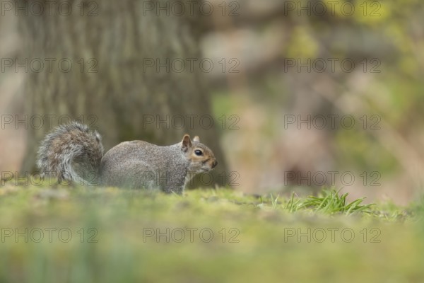 Grey squirrel (Sciurus carolinensis) adult animal in a woodland, Suffolk, England, United Kingdom