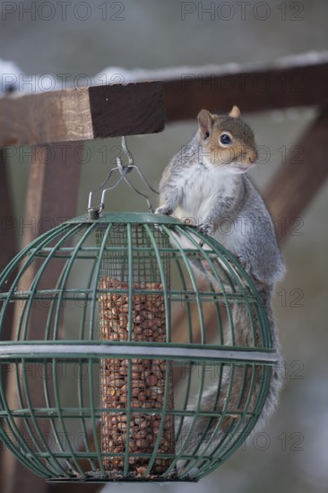 Grey squirrel (Sciurus carolinensis) adult animal on a squirrel proof garden bird feeder, Suffolk, England, United Kingdom