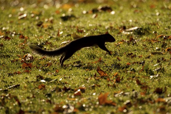Grey squirrel (Sciurus carolinensis) adult animal running across a garden lawn with fallen autumn leaves, Suffolk, England, United Kingdom