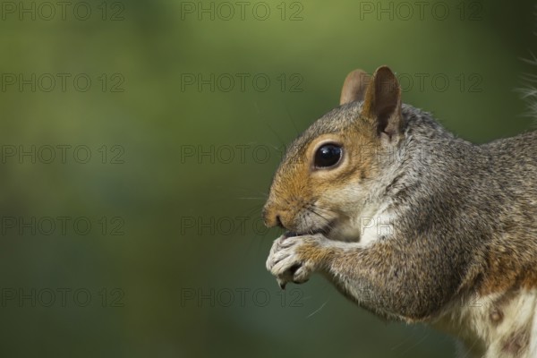 Grey squirrel (Sciurus carolinensis) adult animal feeding on a nut, Suffolk, England, United Kingdom