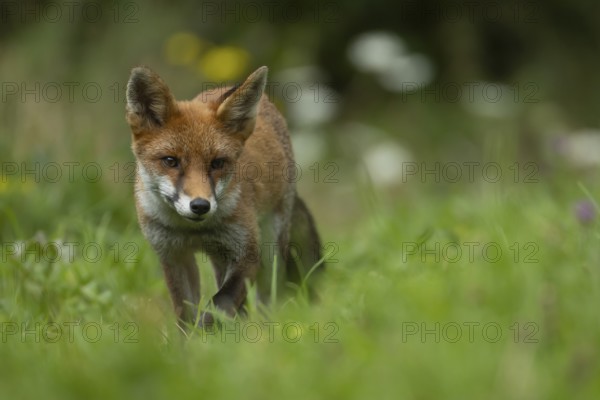 Red fox (Vulpes vulpes) adult animal walking in grassland in the summer, England, United Kingdom