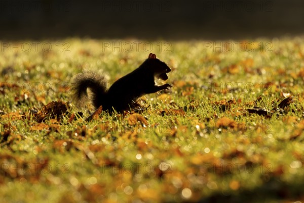 Grey squirrel (Sciurus carolinensis) adult animal with an acorn nut in its mouth on a garden lawn with fallen autumn leaves, Suffolk, England, United Kingdom