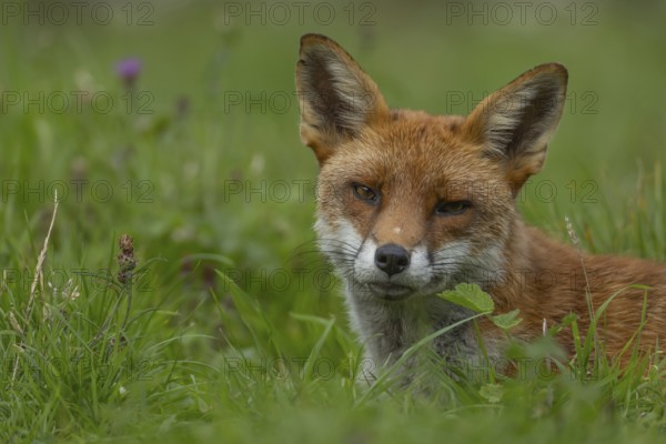 Red fox (Vulpes vulpes) adult animal resting in grassland in the summer, England, United Kingdom